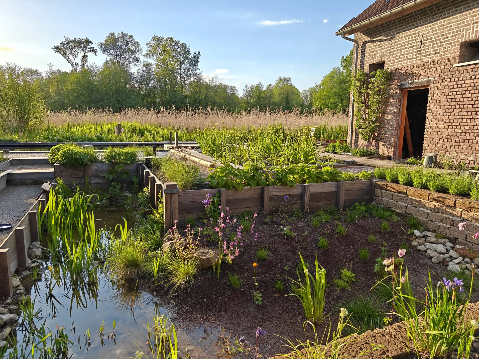 Aanleg van een wadi met vijver en verhoogde plantvakken door De Buitenplaats.