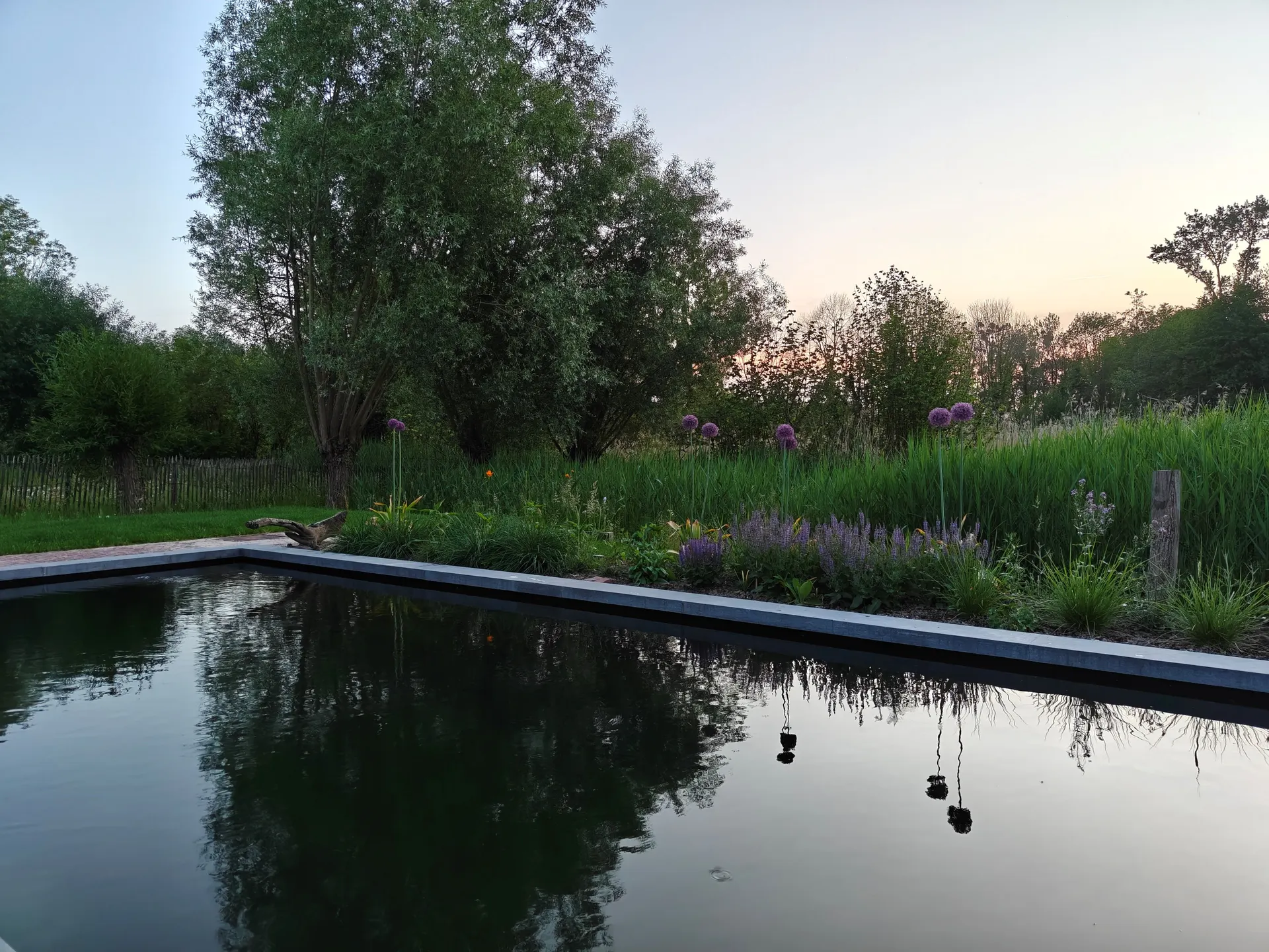 Ecologische zwemvijver aangelegd door hoveniersbedrijf De Buitenplaats in de regio Bierbeek-Leuven.
